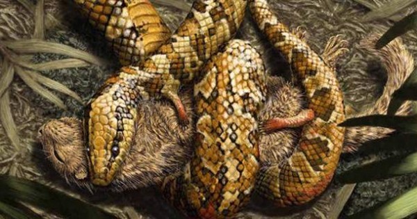 Ανακαλύφθηκε το πρώτο φίδι με τέσσερα πόδια [εικόνες]