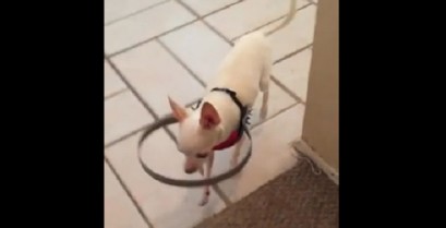 Σκύλος με προφυλακτήρα (Βίντεο)