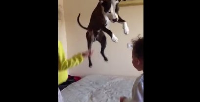 Ένας σκύλος θέλει να παίξει όπως τα παιδιά (Βίντεο)