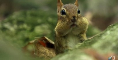 Ποτέ μην πειράζεις τα βελανίδια ενός σκίουρου (Βίντεο)