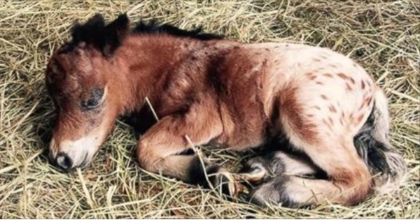 Άλογο μινιατούρα φέρνει στον κόσμο το ομορφότερο πόνι που έχετε δει ποτέ! (Βίντεο)