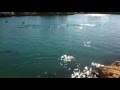 Αυτός ο σκύλος κολύμπησε παρέα με δελφίνια! (Βίντεο)