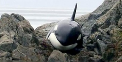 Η διάσωση μιας φάλαινας Όρκα που κόλλησε στα βράχια (Βίντεο)