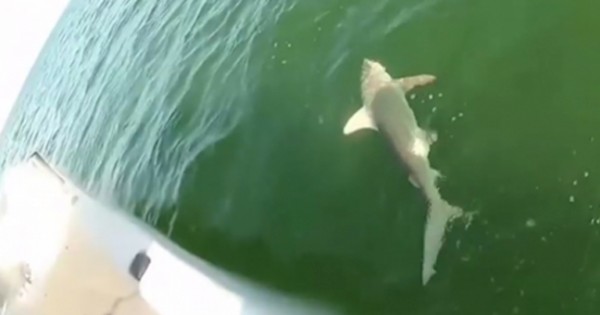 Γιγαντιαίος ροφός καταπίνει καρχαρία! (Βίντεο)