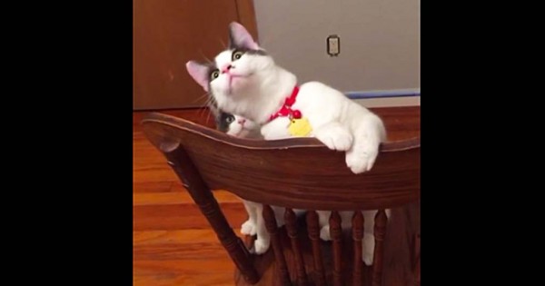 Αυτές οι γάτες βλέπουν για πρώτη φορά ανεμιστήρα οροφής να γυρίζει. Δείτε την εκπληκτική αντίδρασή τους. (Βίντεο)