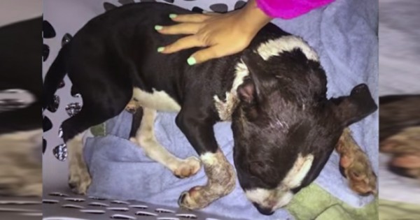 Ένα pitbull κατέρρευσε στη βεράντα της, όταν όμως κοίταξε το λαιμό του… σοκαρίστηκε! (Βίντεο)