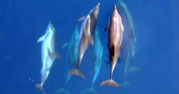Δελφίνια και φάλαινες εντοπίστηκαν στην Καβάλα (Εικόνες)