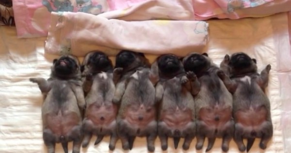 Αξιολάτρευτα νεογέννητα pugs πέφτουν για ύπνο, δείτε όμως τι κάνει αυτό που βρίσκεται τέρμα αριστερά! (Βίντεο)