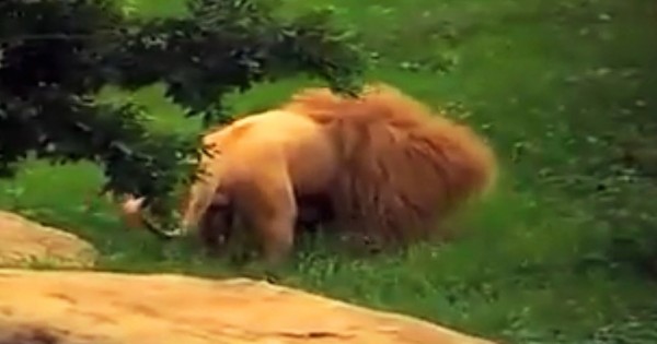 Το λιοντάρι βαριόταν τόσο πολύ που του πέταξαν ένα παιχνίδι για να παίξει. Δεν περίμεναν αυτή την αντίδραση! (Βίντεο)