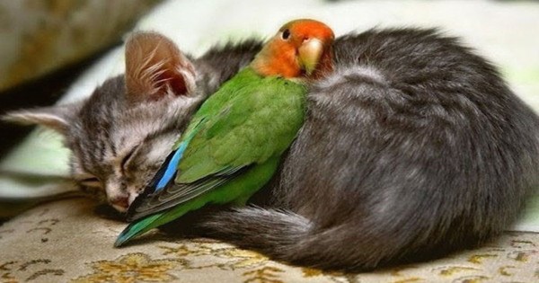 13 αγκαλιές ζώων που αποδεικνύουν ότι η αγάπη είναι τυφλή (Εικόνες)