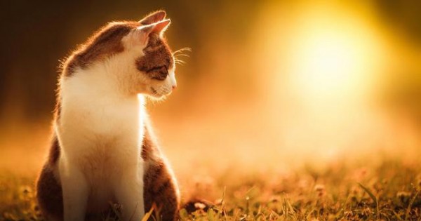 Προστάτεψε τη γάτα σου από τη ζέστη και τον ήλιο