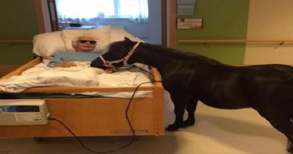 Το αγαπημένο του άλογο τον επισκέφτηκε στο νοσοκομείο και δείτε φωτογραφίες!