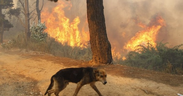 Πανελλήνια έκκληση για τα ζώα – θύματα των πυρκαγιών