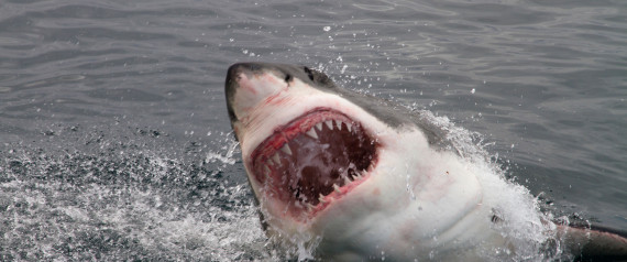 Ο τεράστιος λευκός καρχαρίας του χάλασε το ρεκόρ κολύμβησης