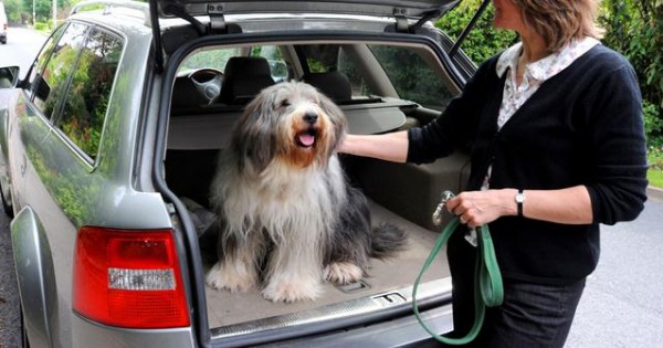 Ταξίδι με το σκύλο στο αυτοκίνητο; Προετοιμαστείτε σωστά