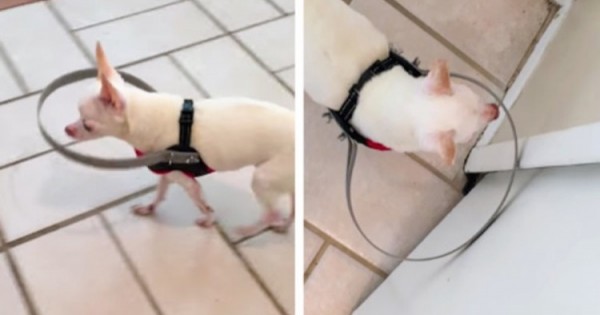Τυφλός Σκύλος Περπατά Με Ασφάλεια Χάρη Σε Αυτή Την Εφεύρεση (Σκύλος)