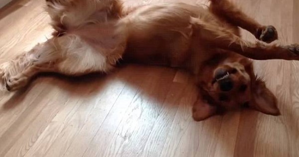 Οσκαρική ερμηνεία – Σκύλος παριστάνει τον ψόφιο κοριό για να εκδικηθεί το αφεντικό του (video)