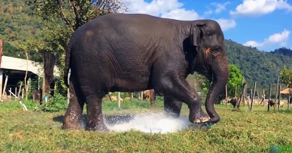 Ελέφαντας πατάει πάνω στο ποτιστικό και το σπάει. Η αντίδρασή του ανεκτίμητη! (Βίντεο)
