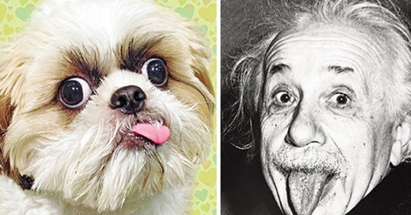 Κούπερ… ο σκύλος Αϊνστάιν, που έχει ικανότητες μωρού 18 μηνών!