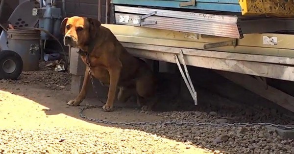 Άνδρας σώζει ένα «μοχθηρό» αλυσοδεμένο σκύλο από μια ζωή γεμάτη κακοποίηση (Βίντεο)