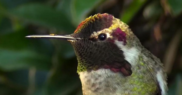 Το μοναδικό αυτό κολιμπρί αλλάζει χρώματα και μας αφήνει με ανοιχτό στόμα! (Βίντεο)