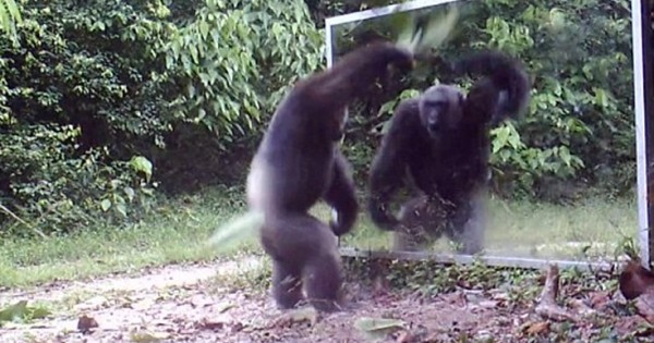 Χιμπατζήδες διώχνουν με χορευτικές φιγούρες τον… εαυτό τους (Βίντεο)