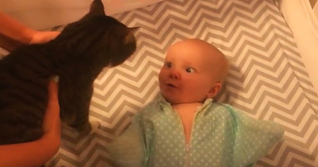 μωρό Γάτα Βίντεο 