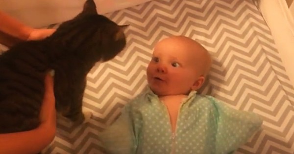 Η μαμά βάζει τη γάτα μέσα στην κούνια – Δείτε την αντίδραση του μωρού! (Βίντεο)
