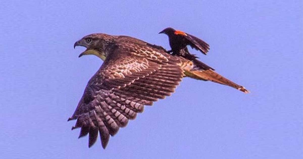 Απίστευτη φωτογραφία: Ένας κότσυφας χαλαρώνει στη ράχη ενός γερακιού και απολαμβάνει την πτήση!