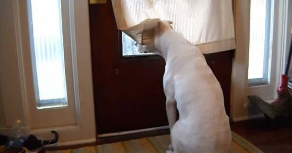 Αυτό το κουφό pitbull κοιτούσε επίμονα έξω από το παράθυρο, επί δύο ημέρες – Ώσπου κάποια στιγμή…