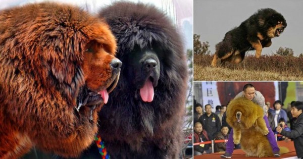 Θιβετιανό Μαστίφ: Η ακριβότερη ράτσα σκύλου στον κόσμο