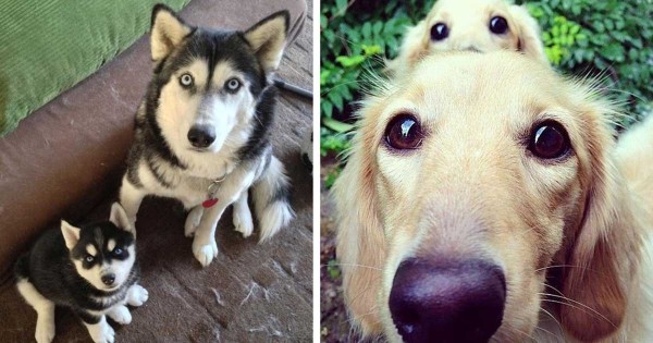 33 μοναδικές φωτογραφίες με σκύλους και τα παιδιά τους