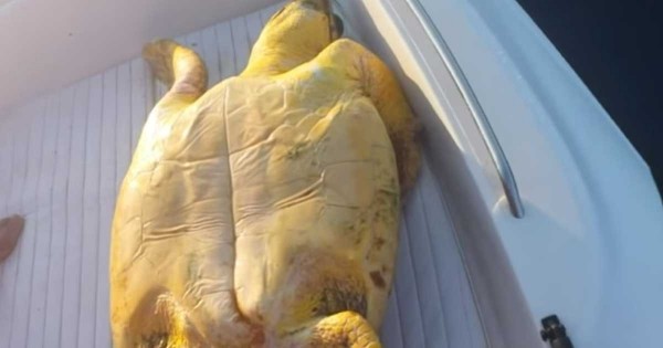 Παρέα Ηρακλειωτών σώζει χελώνα caretta – caretta που μπλέχτηκε σε παραγάδι! (Βίντεο)