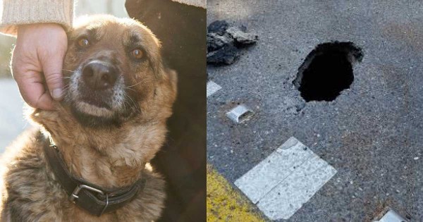 Ένας σκύλος ματαίωσε απόδραση ισοβιτών στην Κέρκυρα!