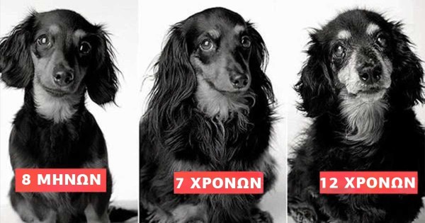 «Η ζωή ενός σκύλου»: Υπέροχες φωτογραφίες σκύλων από την μικρή τους ηλικία μέχρι τα γεράματα τους (Εικόνες)