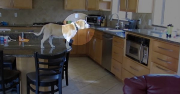 Αυτό που κάνει αυτός ο σκύλος όταν οι ιδιοκτήτες του λείπουν από το σπίτι είναι πανέξυπνο! (Βίντεο)