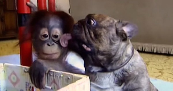 Μια υπέροχη φιλία ανάμεσα σε έναν ουρακοτάγκο και ένα Bulldog! (Βίντεο)