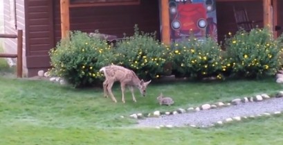 Ένα μικρό ελάφι και ένας λαγός παίζουν μαζί (Βίντεο)