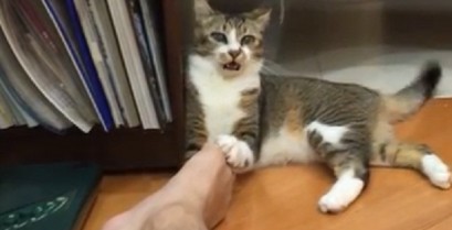 Γάτα εναντίον πατούσας (Βίντεο)