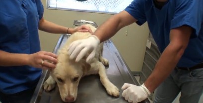 Ένας σκύλος διασώζεται και γιατρεύεται από σοβαρά τραύματα (Βίντεο)