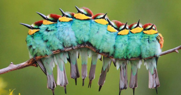 14 φωτογραφίες από πουλιά που “αγκαλιάζονται” προκειμένου να ζεσταθούν