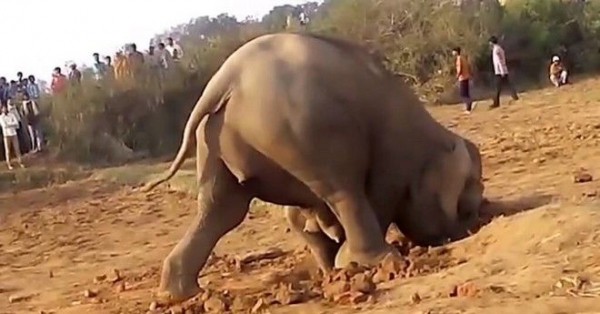 Βίντεο: Μάνα είναι μόνο μια! Ελεφαντίνα πέρασε 11 ώρες σκάβοντας μια τρύπα για να απεγκλωβίσει το μικρό της!