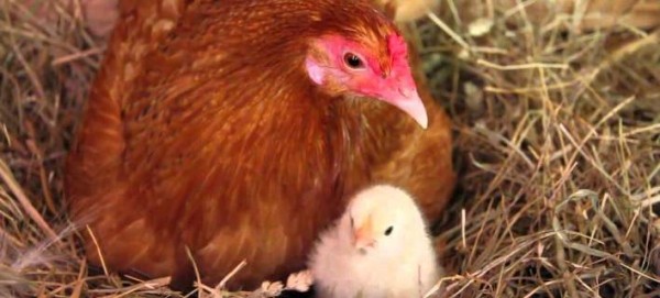 ΠΑΝΙΚΟΣ με την γρίπη των πουλερικών στις ΗΠΑ: Νοικιάζουν κότες προς 360 ευρώ για να έχουν φρέσκα αυγά (Φωτογραφίες, Βίντεο)