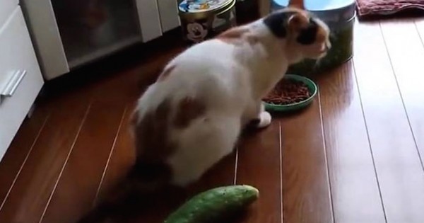 Γάτα φρικάρει με ένα… αγγούρι! (Βίντεο)