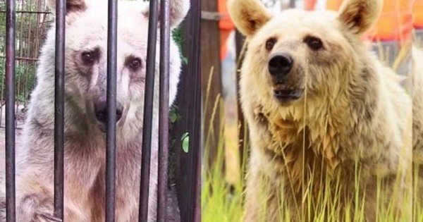 Μετά από 20 χρόνια δυστυχίας, αυτές οι αρκούδες βιώνουν την ευτυχία της ελευθερίας