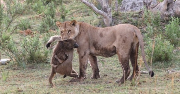 Θηλυκό λιοντάρι σκοτώνει μπαμπουίνο και ανακαλύπτει το μωρό του – Το τι ακολούθησε μετά είναι απίστευτο!