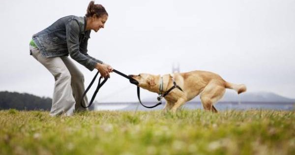 6 λόγοι που η ζωή είναι καλύτερη με έναν σκύλο (Εικόνες)