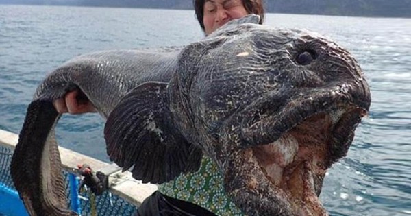 Τερατώδες ψάρι πιάστηκε στην Ιαπωνία (Εικόνες)