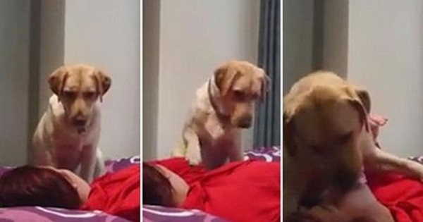 Γυναίκα κατέγραψε με κάμερα την συγκλονιστική στιγμή που ο σκύλος της έσωσε τη ζωή! (Βίντεο)