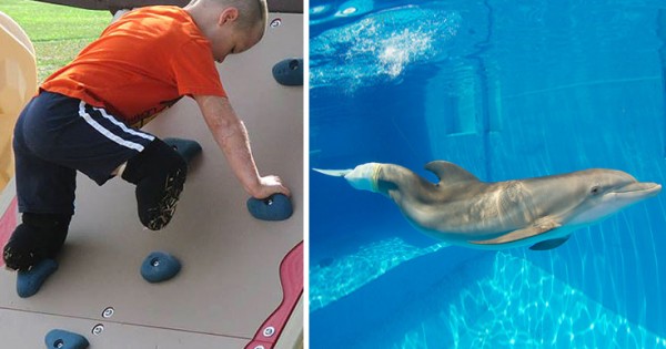 Το αγόρι χωρίς πόδια θέλει να συναντήσει το δελφίνι χωρίς ουρά (Εικόνες)